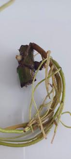 Monstera variegata wetstick, Huis en Inrichting, Kamerplanten, Ophalen of Verzenden