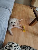 Joep, Dieren en Toebehoren, Honden | Chihuahua's en Gezelschapshonden, 1 tot 2 jaar, Eén hond, Rabiës (hondsdolheid), Nederland
