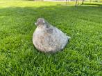 Tuinbeeld vogel beton, Ophalen, Gebruikt, Beton, Dierenbeeld
