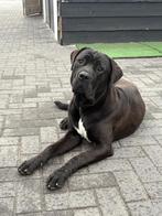 1 jr gecastreerde reu Cane Corso x Boerboel, Dieren en Toebehoren, 1 tot 2 jaar, CDV (hondenziekte), Eén hond, Nederland
