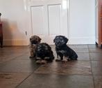 Lieve kruising shih-tzu x mini doodle puppies, Dieren en Toebehoren, Honden | Niet-rashonden, CDV (hondenziekte), 8 tot 15 weken