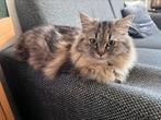 Lieve brits langhaar kat / kitten 5 maanden oud, Dieren en Toebehoren, Poes, Ontwormd, 0 tot 2 jaar