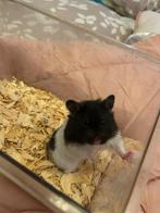 Lieve Syrische hamster! Zsm weg, Vrouwelijk, Hamster, Na 1 juli 2024, Tam