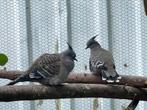 Koppel Australische Kuifduiven, Meerdere dieren, Overige soorten