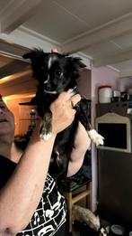 Chihuahua puppy’s Brindle, Dieren en Toebehoren, Honden | Chihuahua's en Gezelschapshonden, 15 weken tot 1 jaar, CDV (hondenziekte)