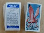 Tropical Birds complete set 50 vintage tea cards vogels 1961, Ophalen
