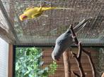 2 koppels halsbanden broedrijp, Dieren en Toebehoren, Vogels | Parkieten en Papegaaien, Meerdere dieren, Parkiet, Geringd