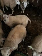 Lammeren, Dieren en Toebehoren, Schapen, Geiten en Varkens, Meerdere dieren, Schaap