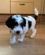 Harlekijn toypoedel dwergpoedel – één teefje & één reutje, Dieren en Toebehoren, Poedel, Rabiës (hondsdolheid), 8 tot 15 weken