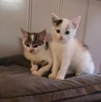 Grijswit katertje en lichte lapjespoes / 9 wkn, Dieren en Toebehoren, Katten en Kittens | Overige Katten, Meerdere dieren, Kortharig