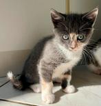Lieve, schattige kittens, katertjes en poesjes, grijs rood, Meerdere dieren, Kortharig, 0 tot 2 jaar