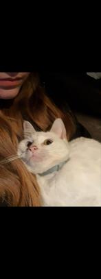 3 katten zoeken een huisje