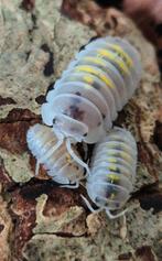 Armadillidium granulatum magic potion isopods pissebedden, Dieren en Toebehoren, Overige soorten