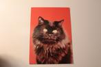 Katten Postkaart - Prachtige zwarte Poes, gele Ogen, DDR, Verzamelen, Ansichtkaarten | Dieren, 1960 tot 1980, Ongelopen, Verzenden