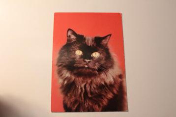 Katten Postkaart - Prachtige zwarte Poes, gele Ogen, DDR
