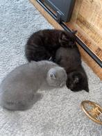 Britse korthaar kittens ZSM WEG, Dieren en Toebehoren, Katten en Kittens | Raskatten | Korthaar, Meerdere dieren, 0 tot 2 jaar