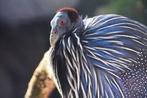 Gierparelhoen broedeieren/ kuikens gezocht, Dieren en Toebehoren, Pluimvee, Meerdere dieren, Overige soorten