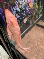 Albino plectostomus 30 cm, Dieren en Toebehoren, Vis