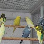 18 mooie grasparkietjes, Dieren en Toebehoren, Vogels | Parkieten en Papegaaien, Meerdere dieren, Parkiet