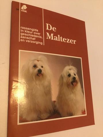 Rassengids De Maltezer beschikbaar voor biedingen