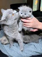 Raszuivere Britse korthaar kittens, Ontwormd, Poes