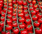 Tomaat Cherry Rode, Ophalen of Verzenden, Voorjaar, Volle zon, Zaad