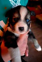Kruising X Husky Pups! super mooi en lief!, 8 tot 15 weken, CDV (hondenziekte), Meerdere, Meerdere dieren
