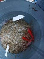 Vijver vissen, Dieren en Toebehoren, Vissen | Vijvervissen, Goudvis(sen)