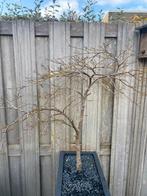 Japanse esdoorn, Bloeit niet, Halfschaduw, 100 tot 250 cm, Overige soorten