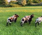 Ram rammen schaap schapen Offerfeest Aid nu ophalen mogelijk, Mannelijk, Schaap