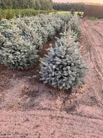 Kerstbomen, Tuin en Terras, Planten | Bomen, Overige soorten, Minder dan 100 cm, Zomer, Ophalen