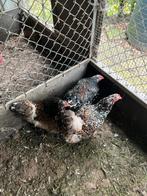 Trio Brahma groot porselein, Dieren en Toebehoren, Pluimvee, Meerdere dieren, Kip