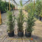 Taxus Baccata in Pot, Bloeit niet, Halfschaduw, Overige soorten, 100 tot 250 cm