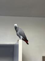 Grijze roodstaart papegaai, Dieren en Toebehoren, Meerdere dieren, Papegaai