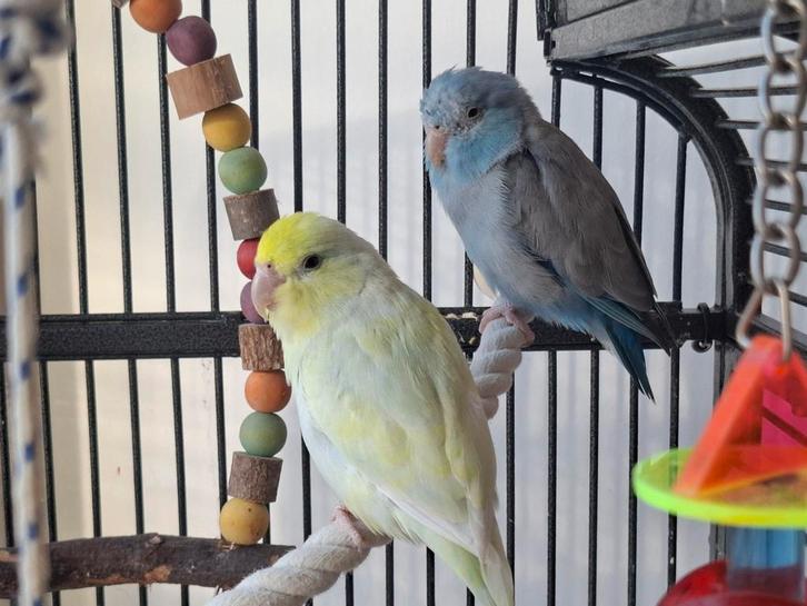 2 dwergpapaaien forpus incl kooi teab, Dieren en Toebehoren, Vogels | Parkieten en Papegaaien, Parkiet, Meerdere dieren