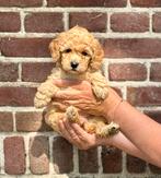 Prachtige mini doodle pups, Dieren en Toebehoren, Honden | Niet-rashonden, CDV (hondenziekte), 8 tot 15 weken, Meerdere, Meerdere dieren
