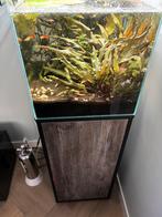 Aquarium 40x40x40, Dieren en Toebehoren, Vissen | Aquaria en Toebehoren, Ophalen, Zo goed als nieuw, Gevuld zoetwateraquarium
