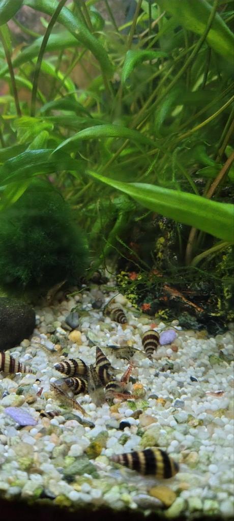 Mooie Anatome Helena slakken slaketende slakken., Dieren en Toebehoren, Vissen | Aquariumvissen, Slak of Weekdier