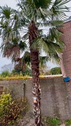 Palmboom 5 meter - winterhard, Zomer, Palmboom, 400 cm of meer, Ophalen