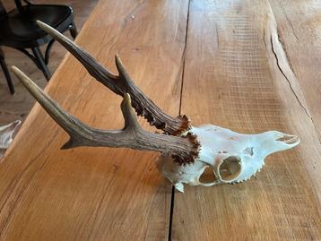 Reeschedel,schedel,reebok,ree, geweien beschikbaar voor biedingen