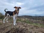Loki zoekt warm nest zonder jonge kinderen, Dieren en Toebehoren, Honden | Niet-rashonden, 6 jaar of ouder, Particulier, Rabiës (hondsdolheid)