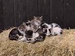 Kittens, Dieren en Toebehoren, Katten en Kittens | Overige Katten, Kater, Kortharig, 0 tot 2 jaar