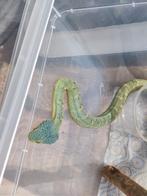 Vrouw atheris squamigera, Hagedis