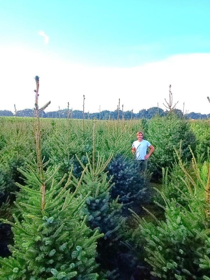 Partijen zelf geteelde Picea omorika kerstbomen alle maten!, Tuin en Terras, Planten | Bomen, Overige soorten, 100 tot 250 cm