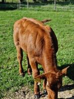 Dikbil stier kalf, Dieren en Toebehoren, Mannelijk