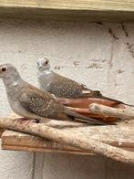 Jonge diamantduiven bont & stel bont, Meerdere dieren, Tropenvogel
