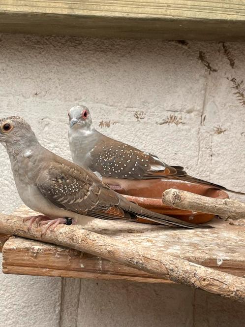 Jonge diamantduiven bont & stel bont, Dieren en Toebehoren, Vogels | Overige Vogels, Tropenvogel, Meerdere dieren