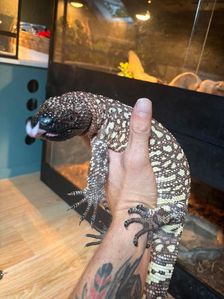 Handtamme Heloderma horridum vrouwtje, Dieren en Toebehoren, Reptielen en Amfibieën, Slang, 0 tot 2 jaar
