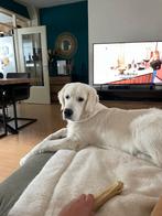 Oppas gezocht Golden Retriever hond, Dieren en Toebehoren, Golden retriever, Rabiës (hondsdolheid), 15 weken tot 1 jaar, Reu