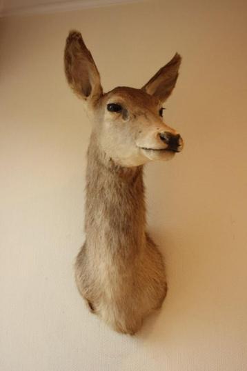 Taxidermie opgezette hinde hert beschikbaar voor biedingen